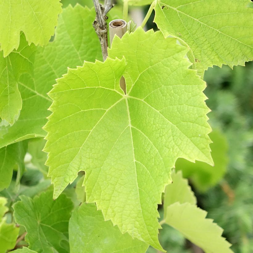 Weinrebe Chardonnay (Laub)