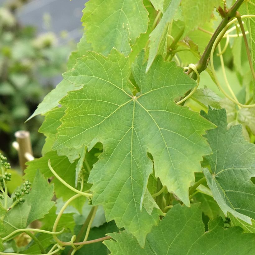 Weinrebe Chasselas rose (Laub)