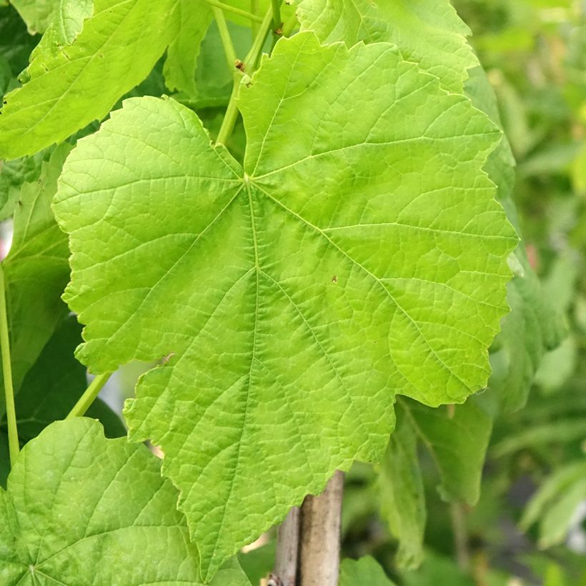 Weinrebe Citrina (Laub)