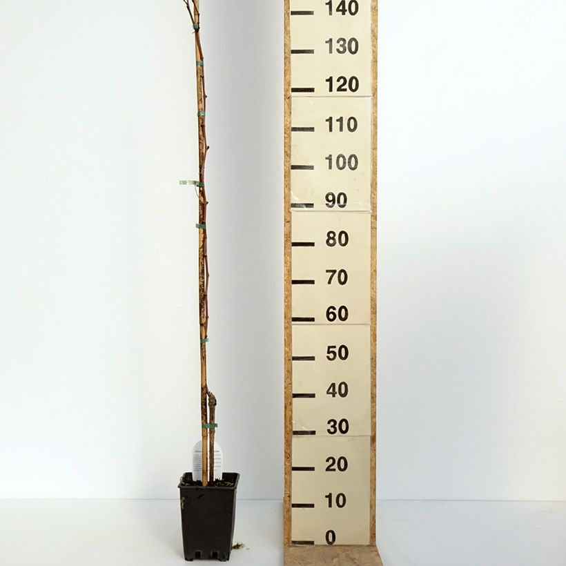 Exemplar von Weinrebe Citrina Topf mit 1,5L/2LGelieferte Höhe ca. 100/110cm wie im Frühjahr geliefert