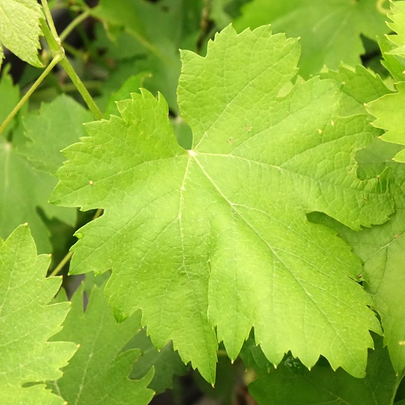 Weinrebe Cortese (Laub)