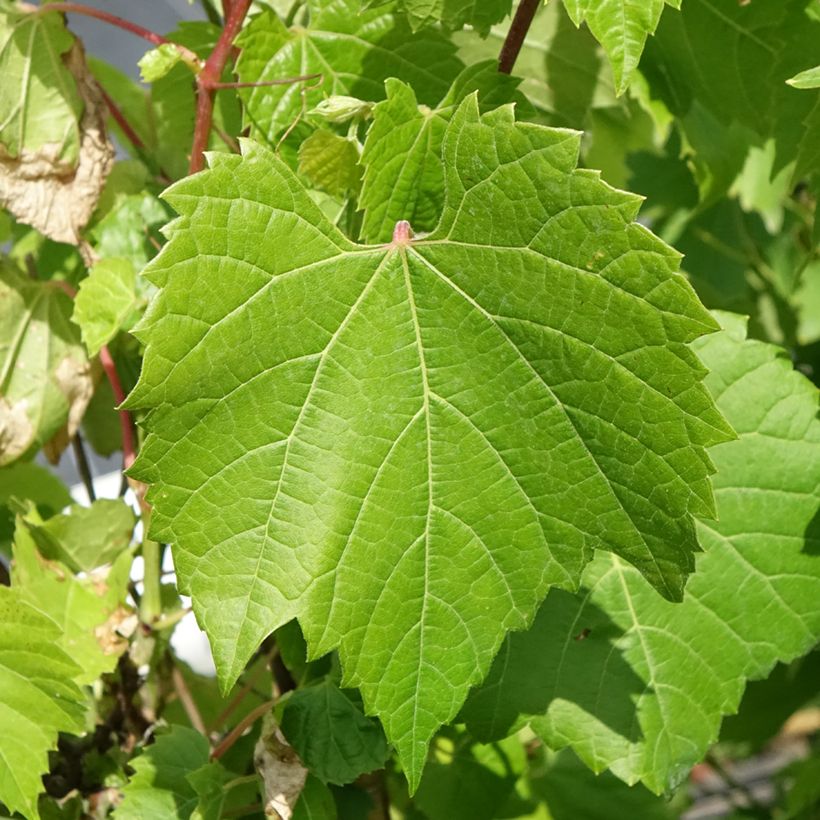 Ufer-Rebe - Vitis riparia (Laub)