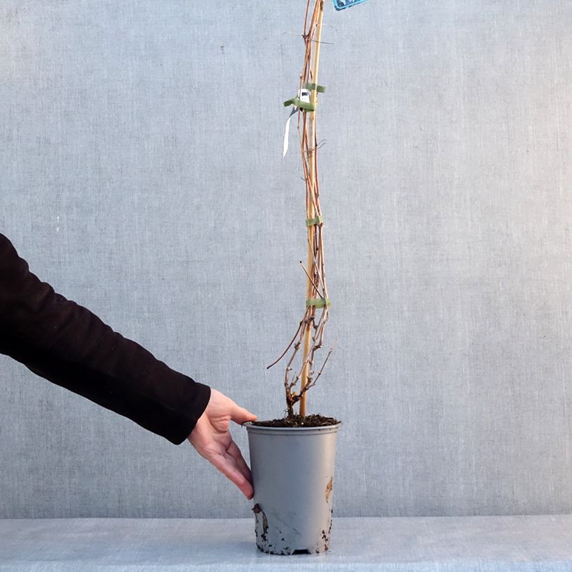 Exemplar von Ufer-Rebe - Vitis riparia Topf mit 3L/4L wie im Winter geliefert