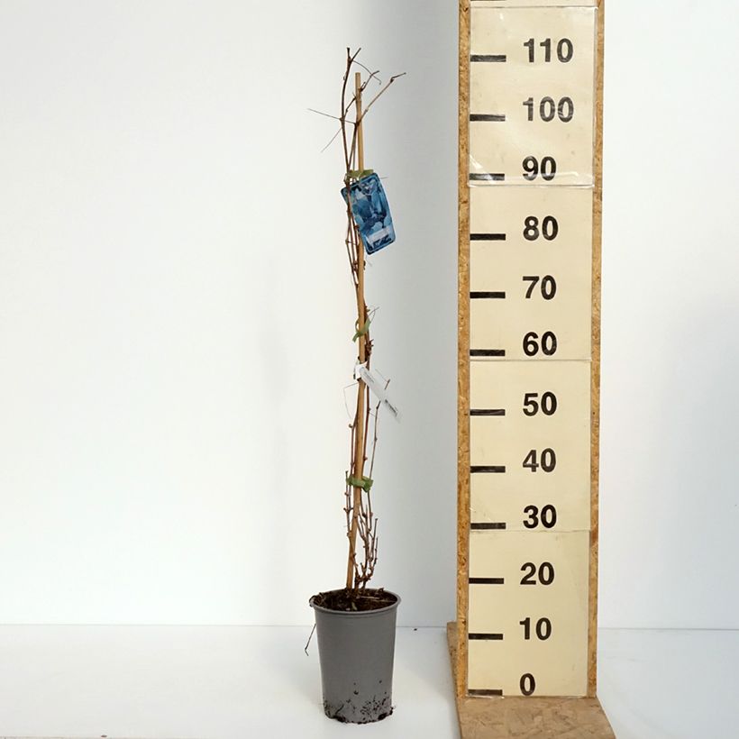 Exemplar von Ufer-Rebe - Vitis riparia Topf mit 3L/4LGelieferte Höhe ca. 60/100cm wie im Frühjahr geliefert