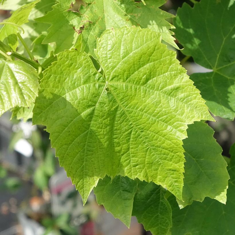 Weinrebe Ambra - Vitis (x) vinifera (Laub)