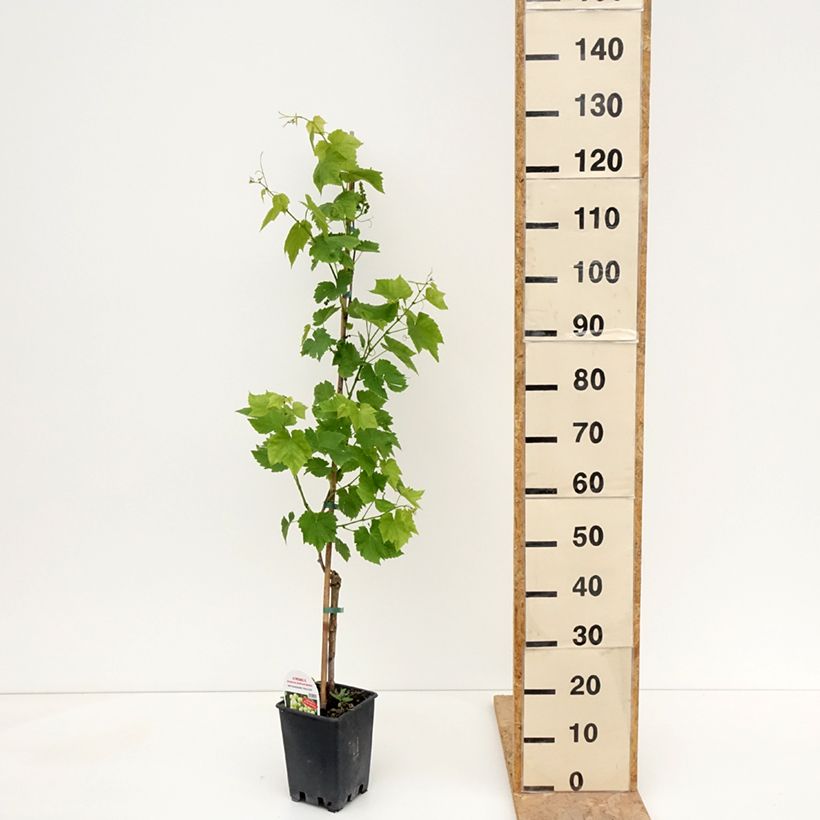 Exemplar von Weinrebe Ambra - Vitis (x) vinifera Topf mit 1,5L/2L wie im Frühjahr geliefert