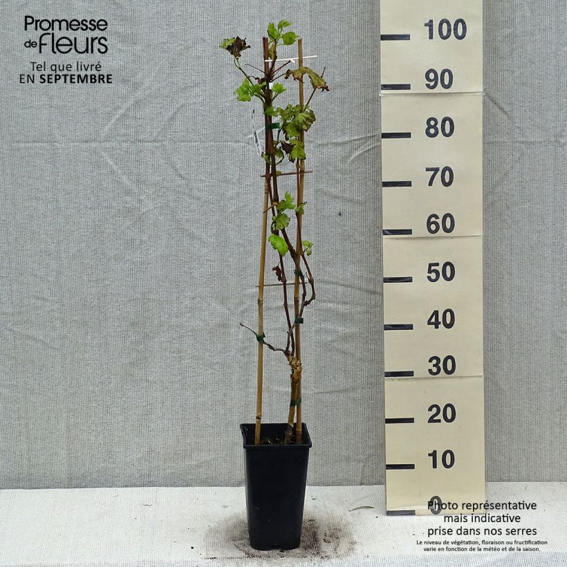Exemplar von Weinrebe Autumn Royal Topf mit 2L/3L wie im Herbst geliefert
