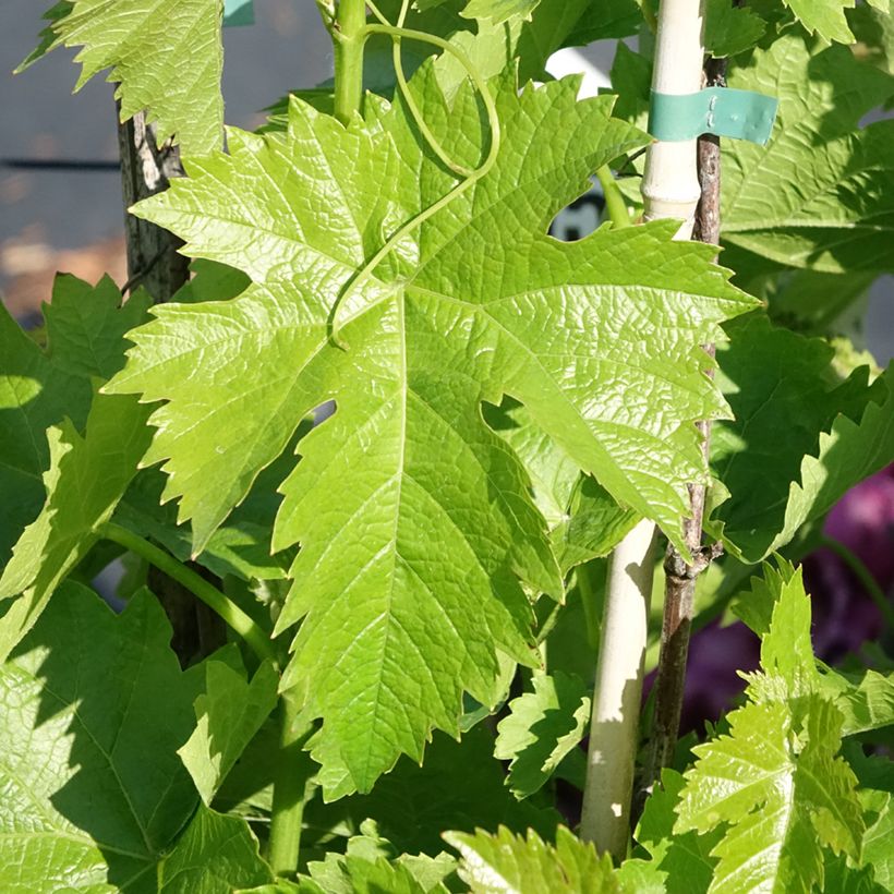 Weinrebe Corniola (Laub)