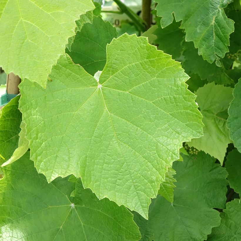Weinrebe Francese Bianca, Blanche de France - Vitis (Laub)