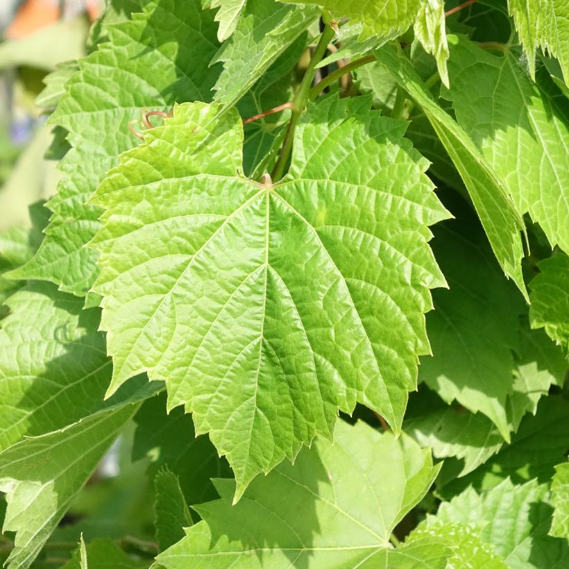 Weinrebe Francese Nera, Noire de France - Vitis x hybrida (Laub)
