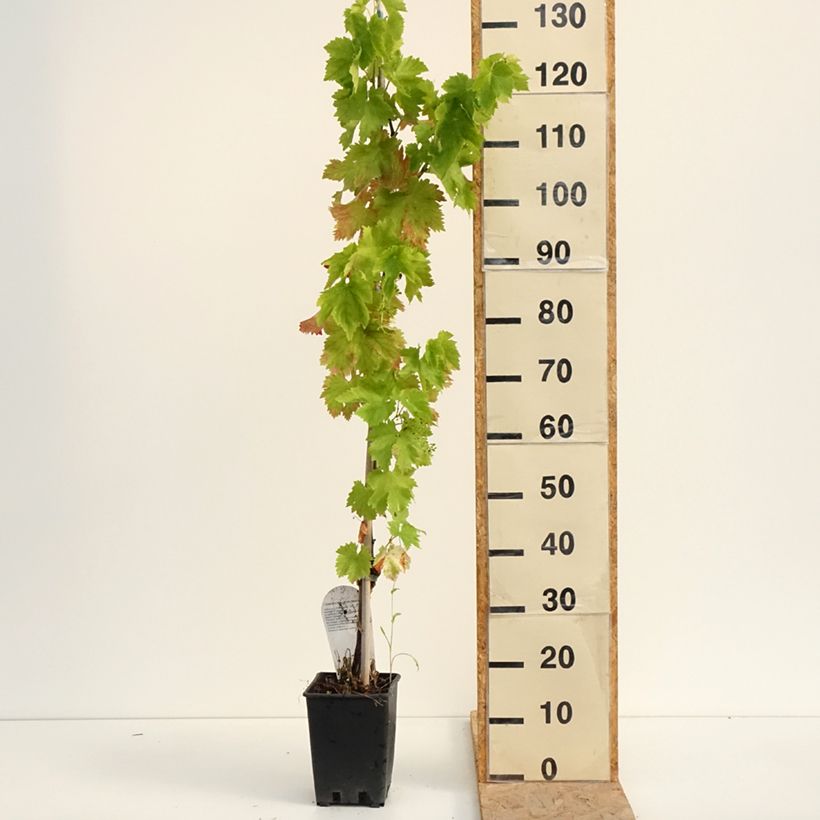 Exemplar von Weinrebe Leopoldo Topf mit 1,5L/2L wie im Sommer geliefert