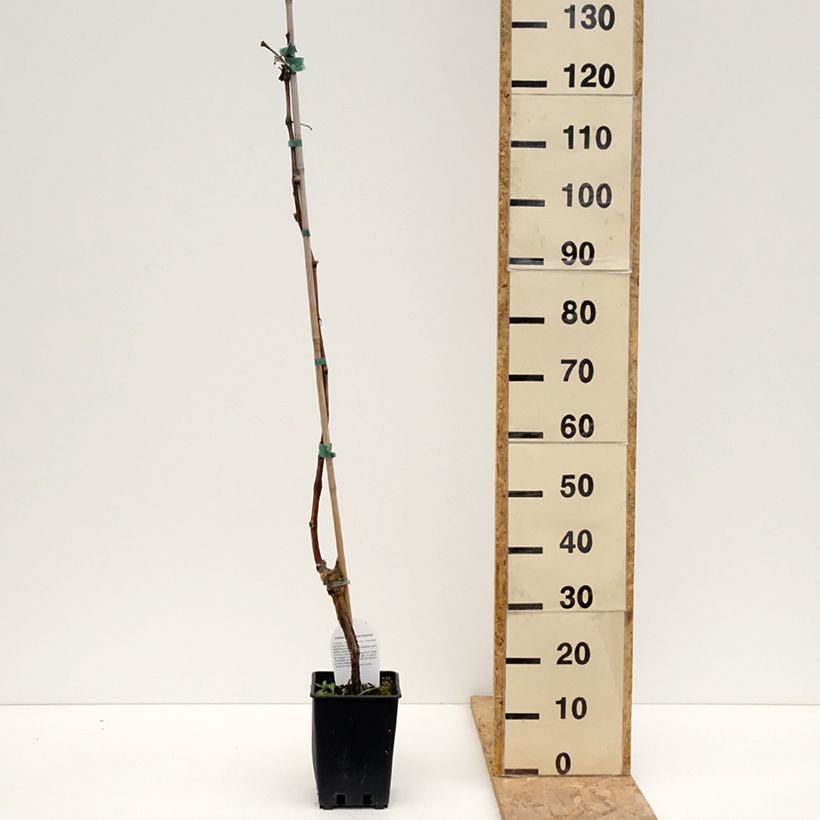 Exemplar von Weinrebe Leopoldo Topf mit 1,5L/2LGelieferte Höhe ca. 100/110cm wie im Frühjahr geliefert