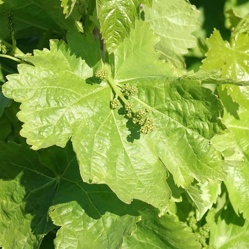 Weinrebe Michele Palieri (Laub)
