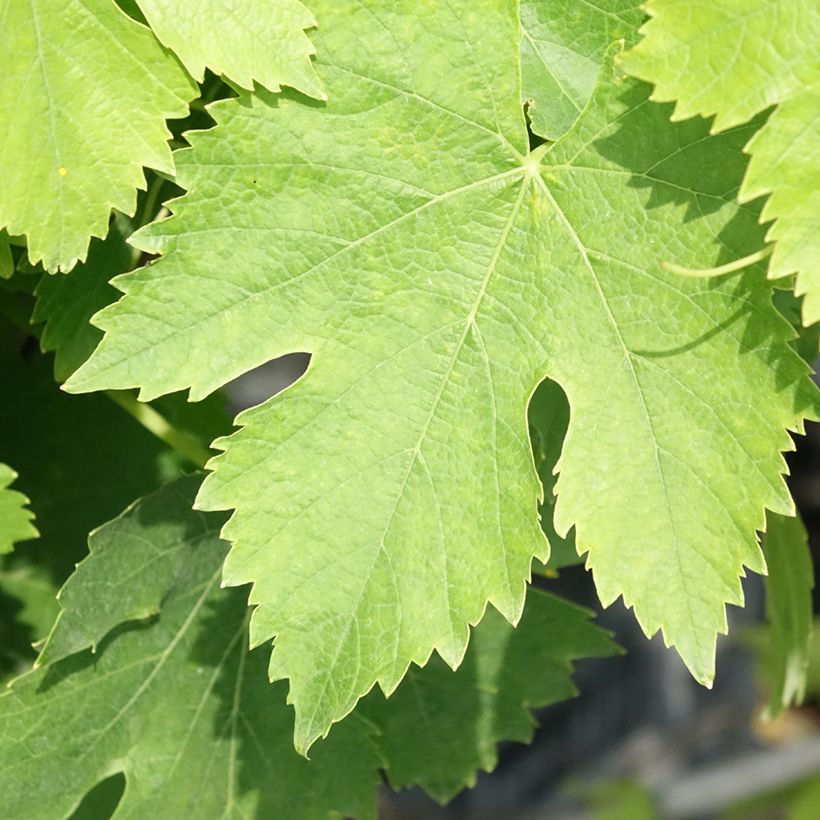 Weinrebe Moscato Giallo (Laub)