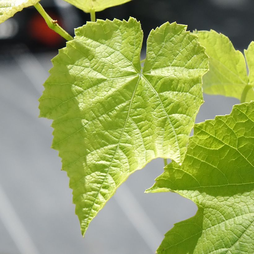 Weinrebe Opalina - Vitis labrusca x vinifera (Laub)