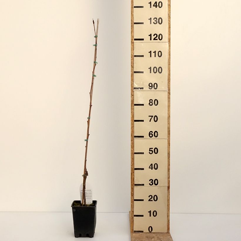 Exemplar von Weinrebe Opalina - Vitis labrusca x vinifera Topf mit 3L/4L wie im Winter geliefert