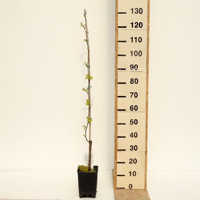 Exemplar von Weinrebe Opalina - Vitis labrusca x vinifera Topf mit 3L/4LGelieferte Höhe ca. 100/150cm wie im Frühjahr geliefert