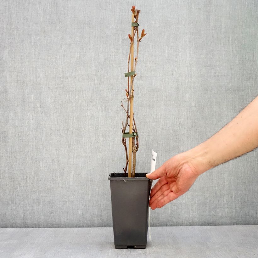 Exemplar von Weinrebe Picurka Topf mit 1,5L/2L, Strauch/Busch, mehrstämmigGelieferte Höhe ca. 30/40cm wie im Frühjahr geliefert
