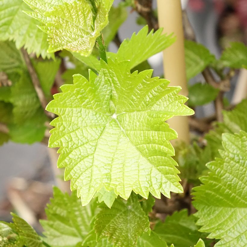Weinrebe Picurka (Laub)