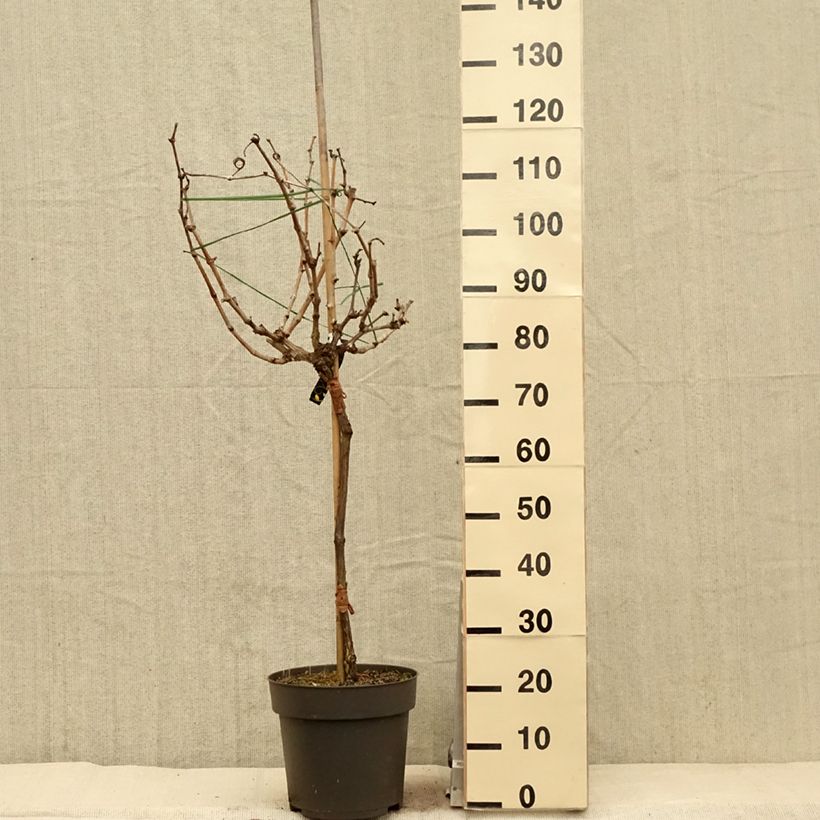 Exemplar von Weinrebe Picurka Topf mit 7,5L/10LGelieferte Höhe ca. 100/120cm wie im Frühjahr geliefert