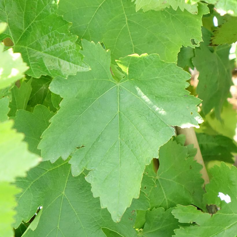 Weinrebe Pizzutello Bianco, Cornichon blanc (Laub)
