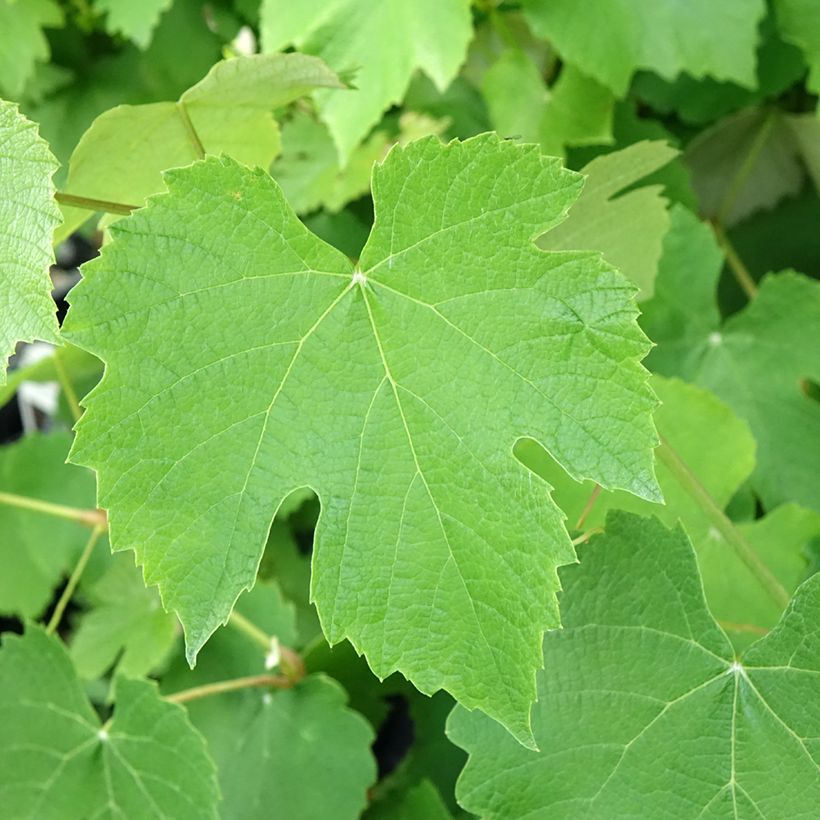 Weinrebe Pizzutello Nero (Laub)