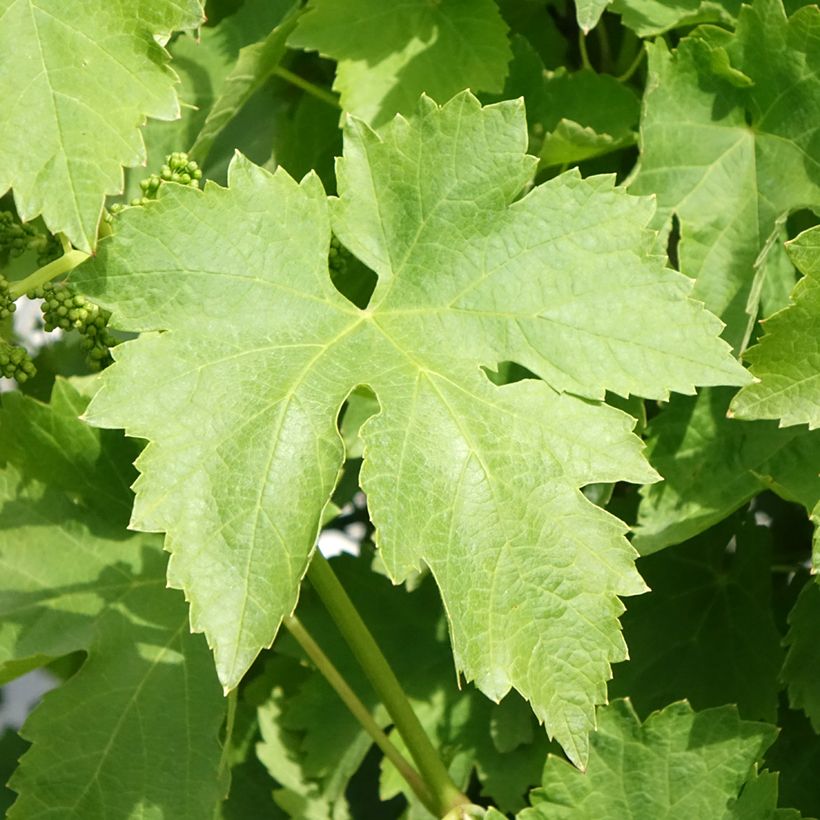 Weinrebe Regina dei Vigneti (Incrocio Mathiasz 140) (Laub)