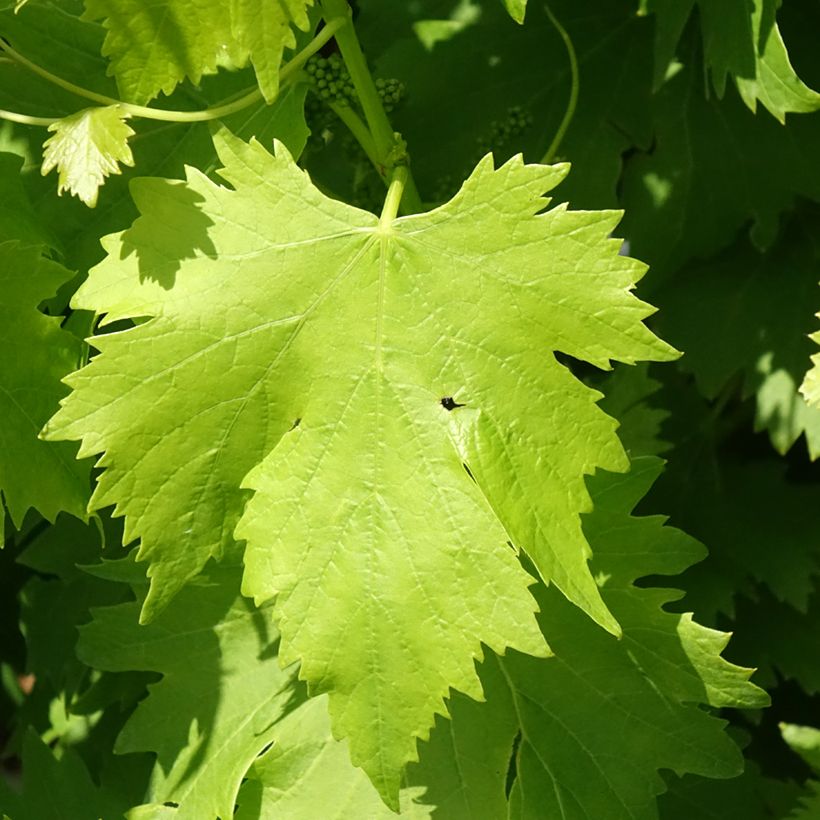 Weinrebe Regina Nera (Laub)