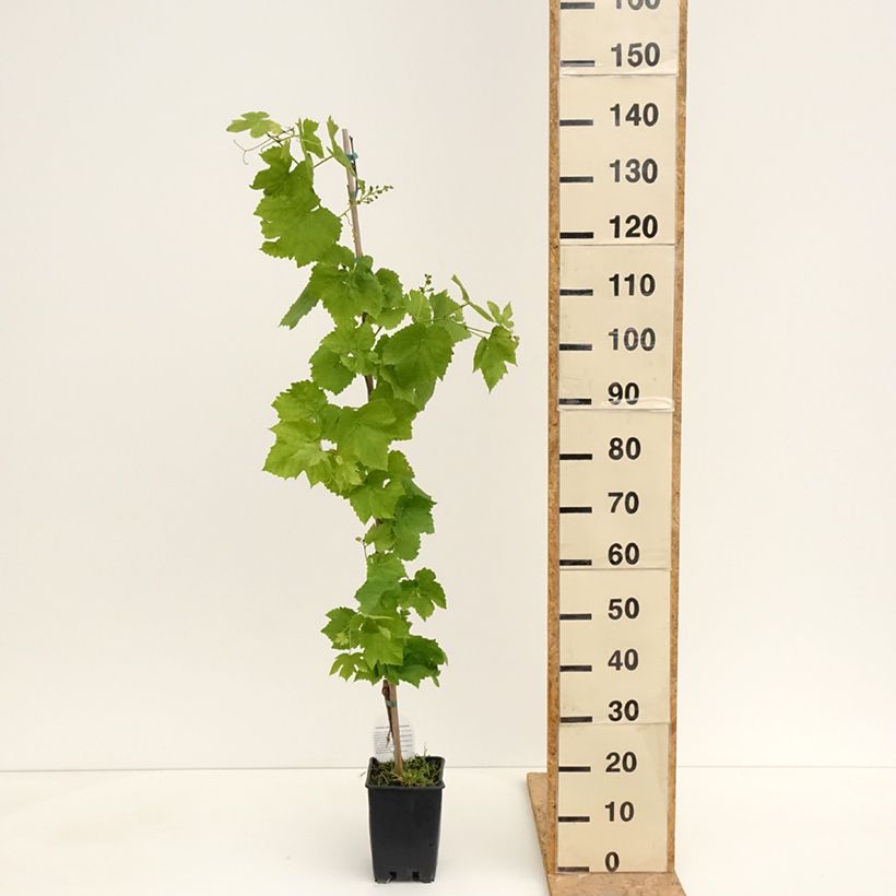 Exemplar von Weinrebe Topazia - Vitis labrusca x vinifera Topf mit 3L/4L wie im Frühjahr geliefert