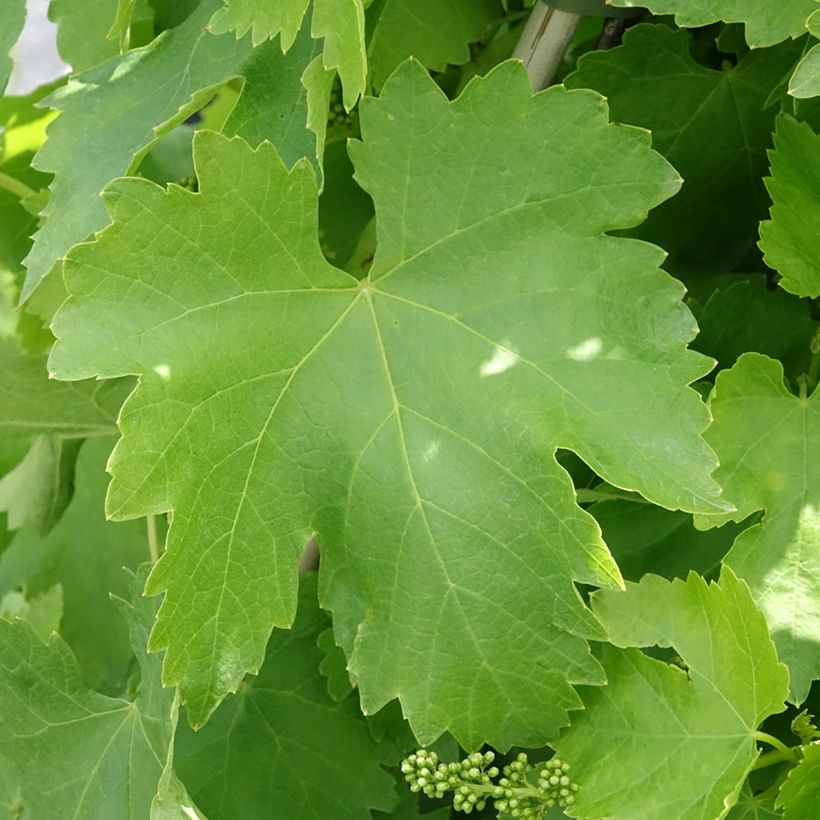 Weinrebe Vittoria (Laub)