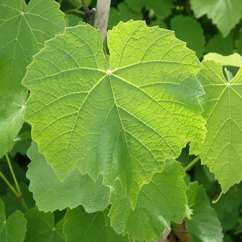 Weinrebe Fragola Nera Précoce - Vitis labrusca x vinifera (Laub)
