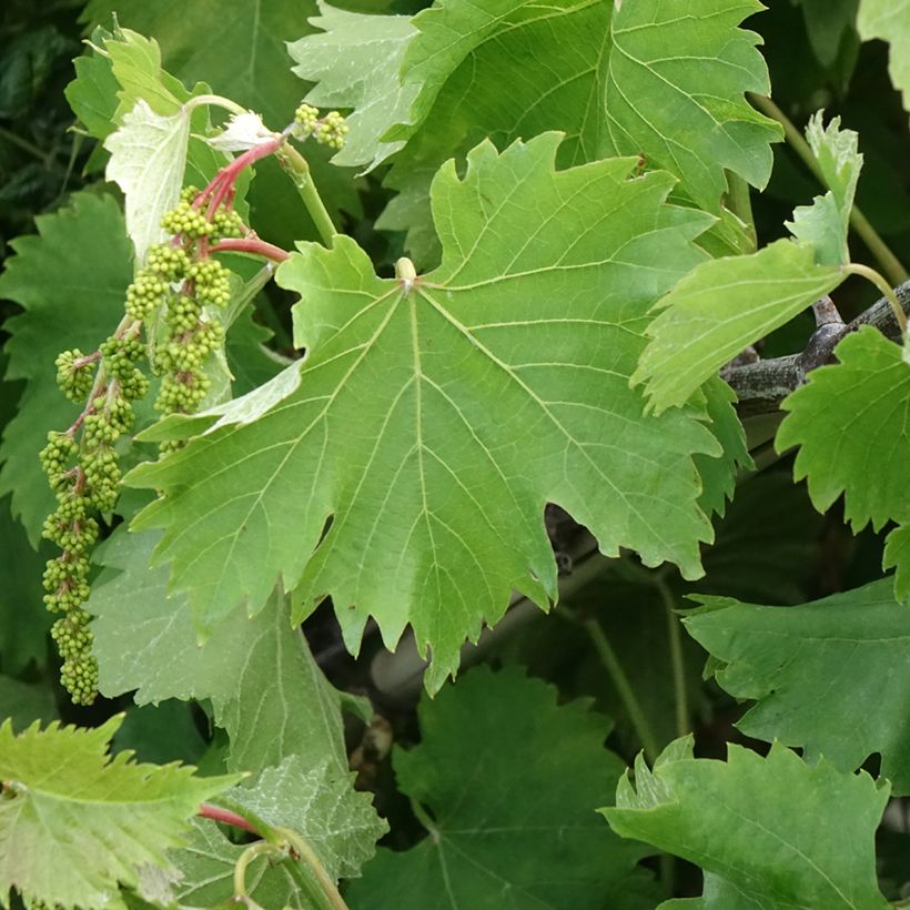 Weinrebe Katharina (Laub)