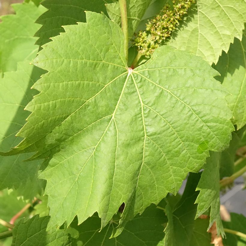Weinrebe Marechal Foch (188-2 Kuhlmann) - Vitis (x) vinifera (Laub)