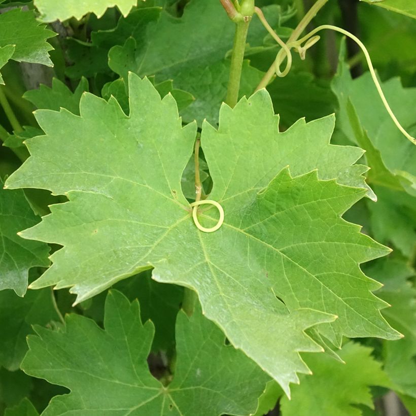 Weinrebe Matilde (Laub)