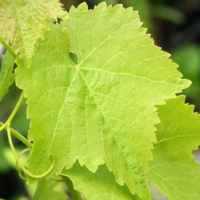 Weinrebe Merlot (Laub)