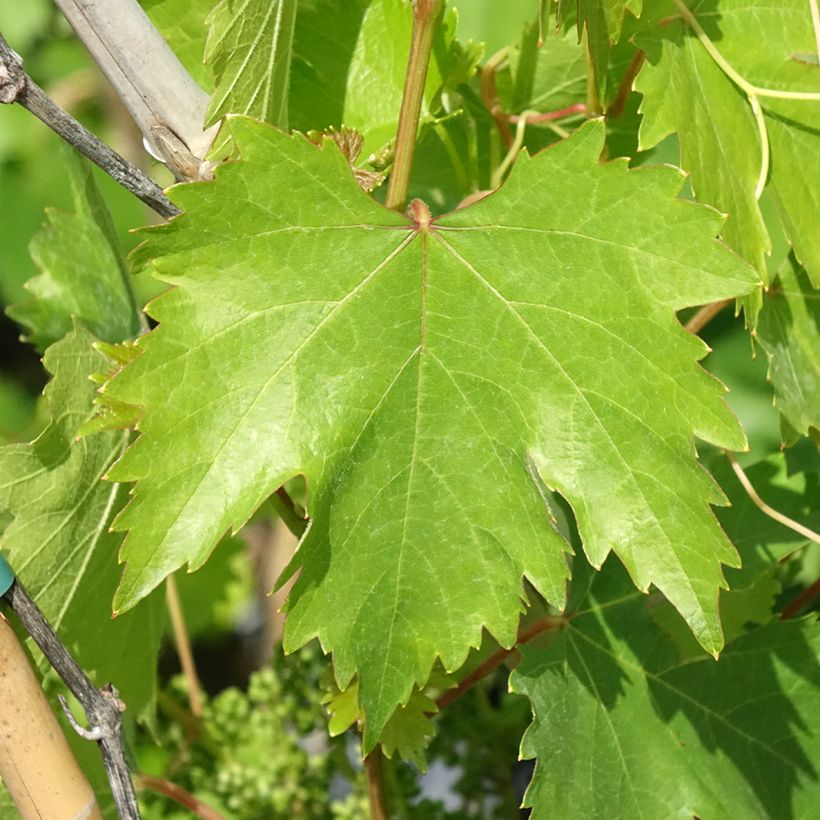 Weinrebe Moscato Monregalese (Laub)