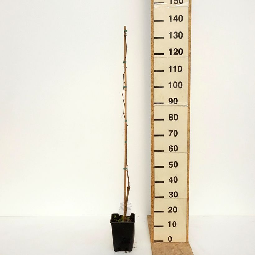 Exemplar von Weinrebe Moscato Monregalese Topf mit 1,5L/2LGelieferte Höhe ca. 100/110cm wie im Frühjahr geliefert