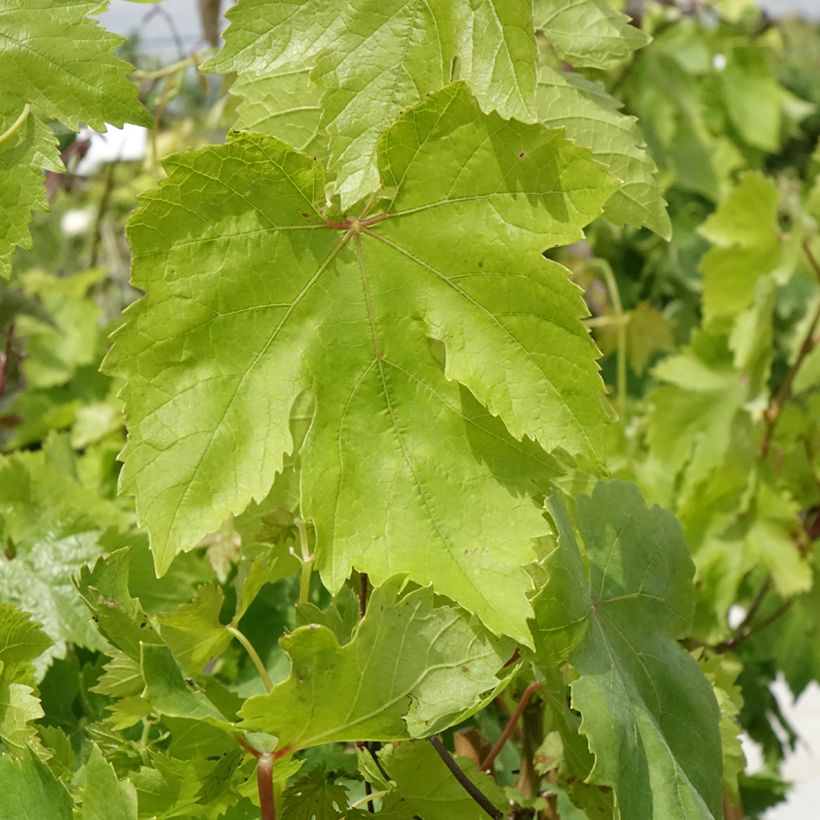 Weinrebe Muscat de Hambourg (Laub)