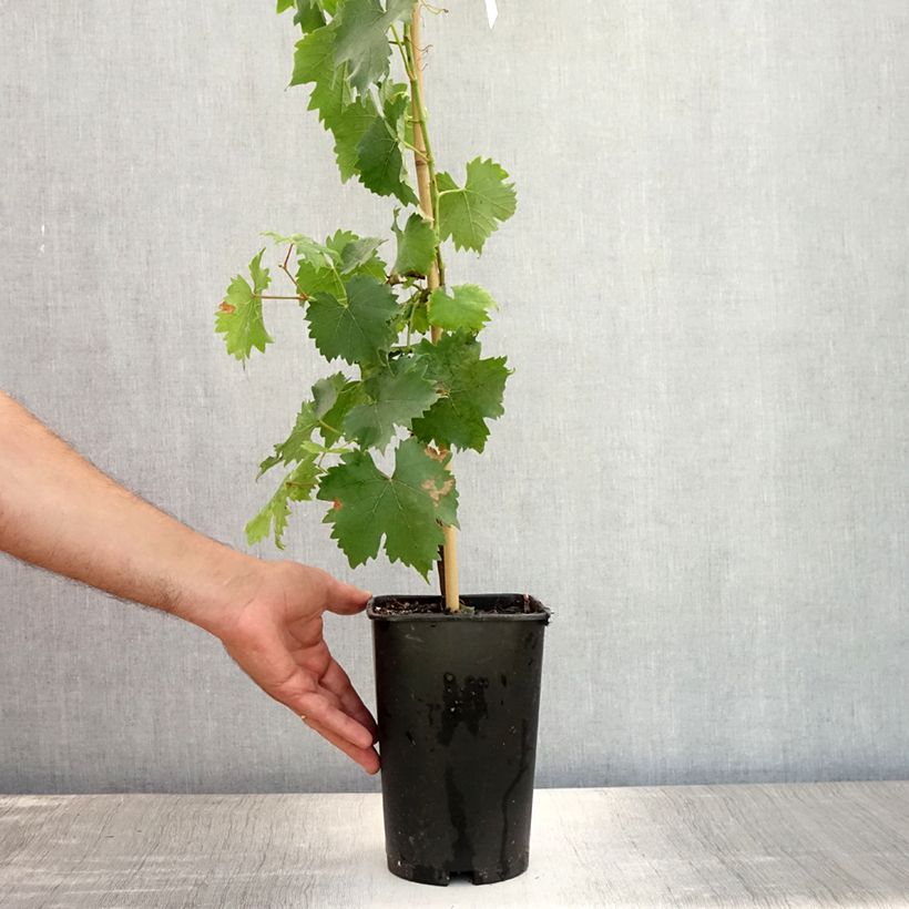 Exemplar von Weinrebe Muscat Blanc à Petits Grains Topf mit 2L/3L wie im Sommer geliefert