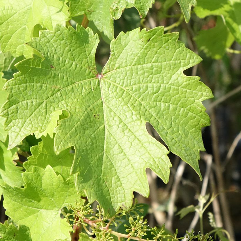 Weinrebe Nathy-Sauvignac Vign'Happy Fruitality (Laub)