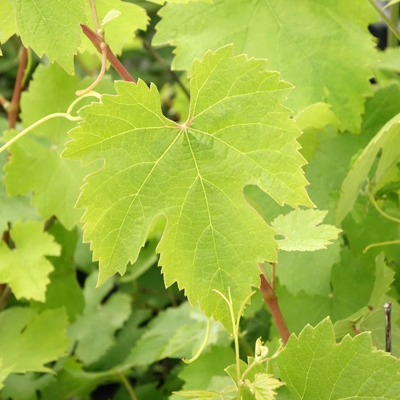 Weinrebe Nebbiolo (Laub)