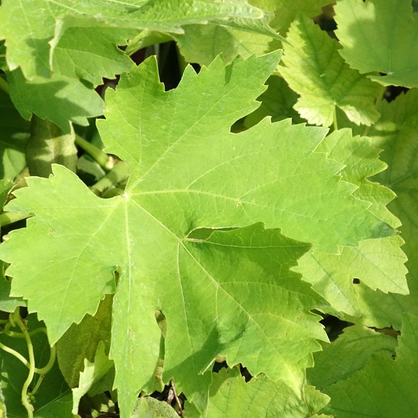 Weinrebe Petit Verdot (Laub)