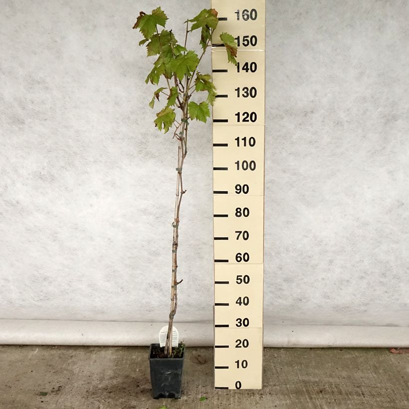 Exemplar von Weinrebe Sultanina Bianca (Thomson seedless) Topf mit 1,5L/2LGelieferte Höhe ca. 110/120cm wie im Sommer geliefert