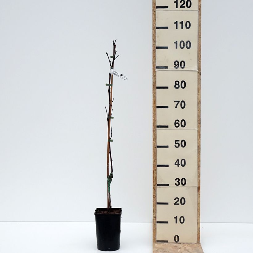 Exemplar von Weinrebe Solara - Vitis (x) vinifera Topf mit 2L/3L wie im Winter geliefert