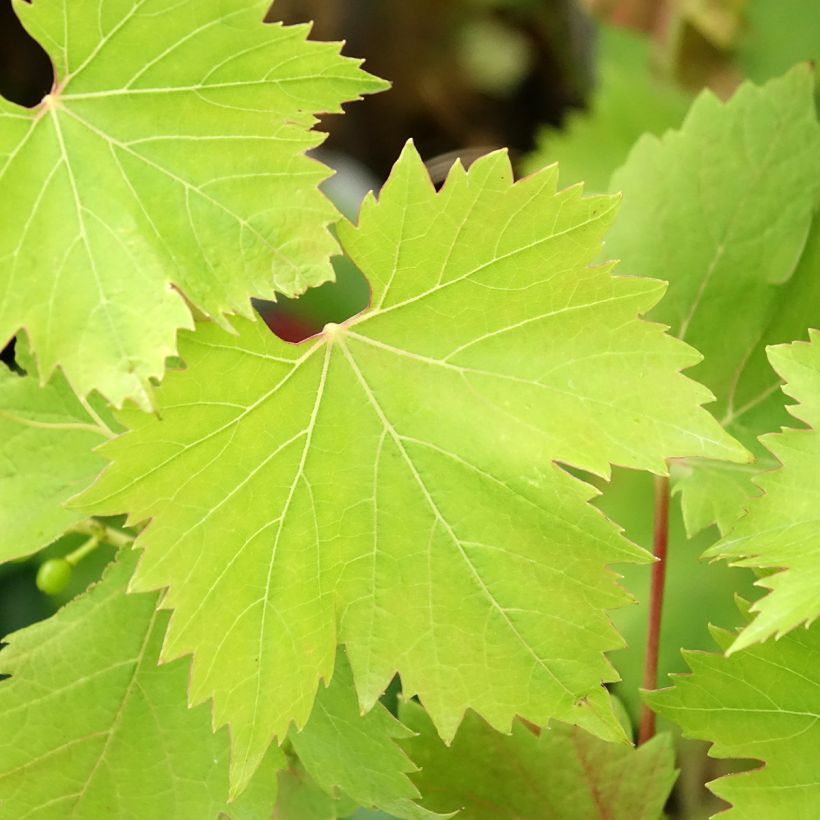 Weinrebe Solara - Vitis (x) vinifera (Laub)