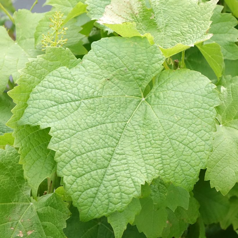 Weinrebe Solaris (Laub)