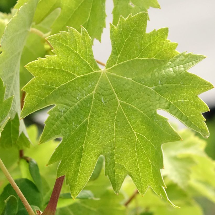 Weinrebe Timorasso (Laub)