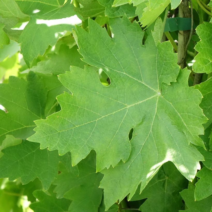 Weinrebe Verdea blanche (Laub)