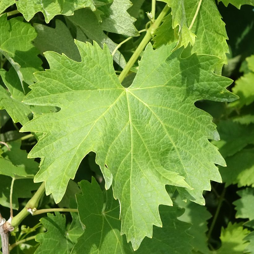 Weinrebe Vermentino bianco (Laub)