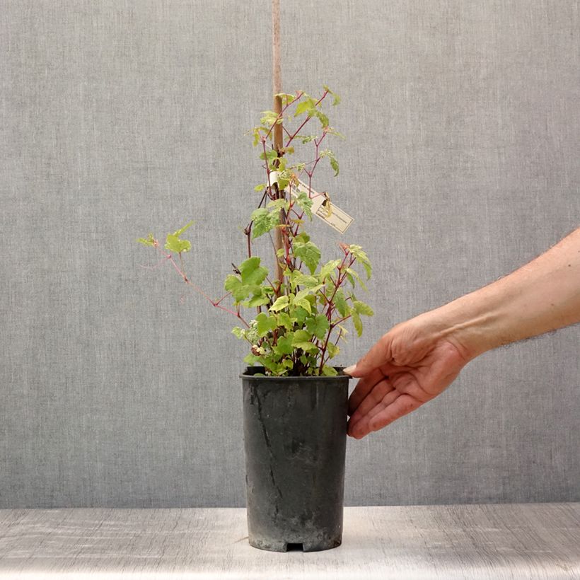 Exemplar von Ampelopsis brevipedunculata Elegans - Ussuri-Scheinrebe Topf mit 3L/4L wie im Sommer geliefert